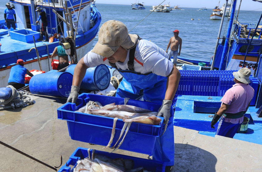  El Niño Desata Crisis en la Pesca de Calamares en Perú