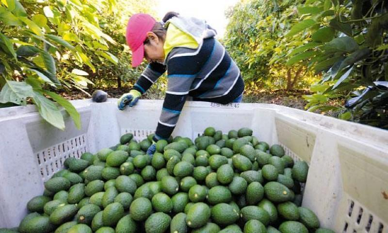  Aguacate Peruano: Exportaciones Caen y Valor Aumenta Drásticamente