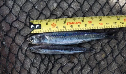  Perú Prohíbe Captura de Anchovetas Menores: Controversia en la Pesca