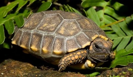  300 Tortugas de Patas Amarillas Llegan a China: Un Nuevo Comienzo