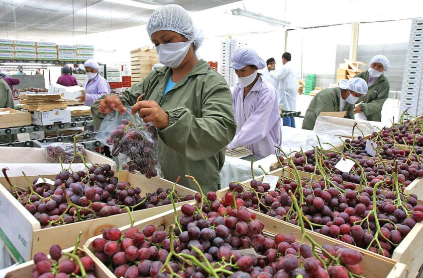  Crecimiento del 16,1% en Empleos Exportadores en Perú en 2024