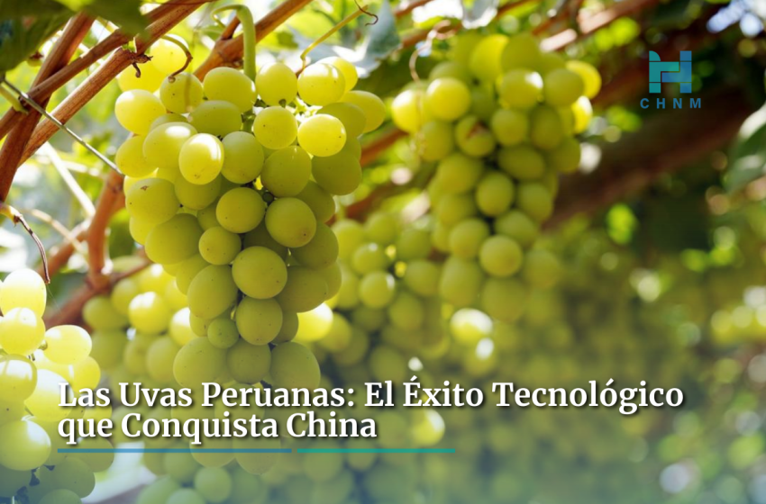  Las Uvas Peruanas: El Éxito Tecnológico que Conquista China