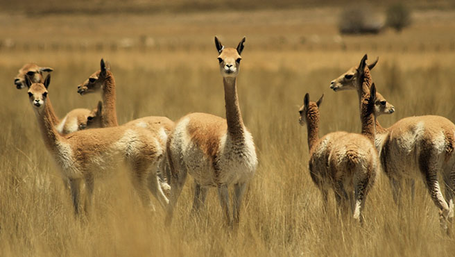  Serfor intensifica patrullajes contra caza furtiva en sur de Perú