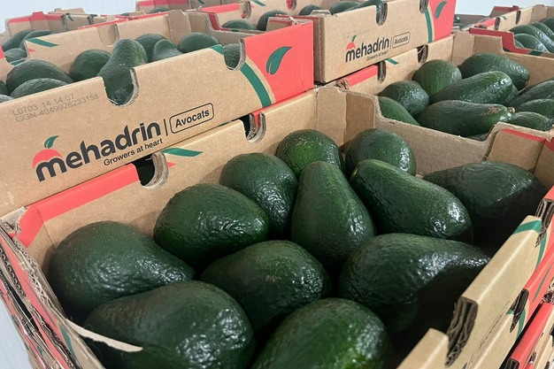  Caen precios del aguacate Hass peruano por sobreoferta en Europa
