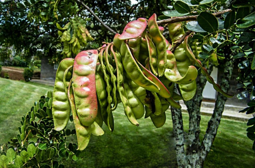  Perú fortalece economía verde con el árbol de tara y sus beneficios