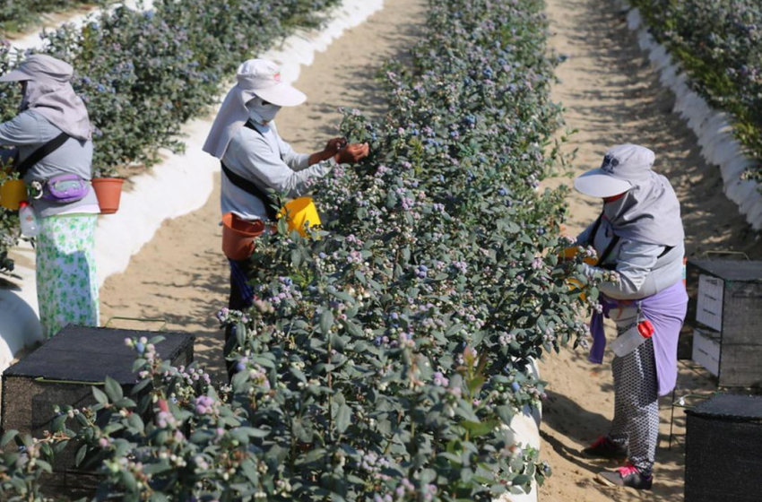  Perú superará a Chile en exportaciones agrícolas antes de 2027