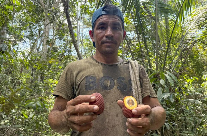  Aguaje en la Amazonía peruana: fruta que protege vida y cultura