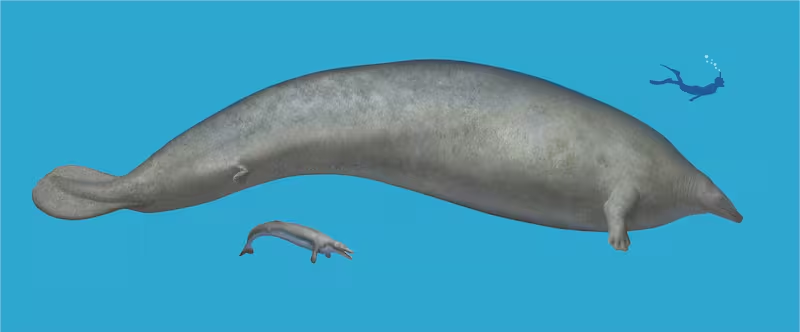  Ballena peruana: el gigantesco basilosaurio descubierto en Perú