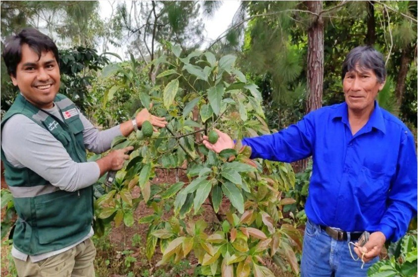 Junín logra récord en producción de paltos: 172 mil plántulas para agroexportación