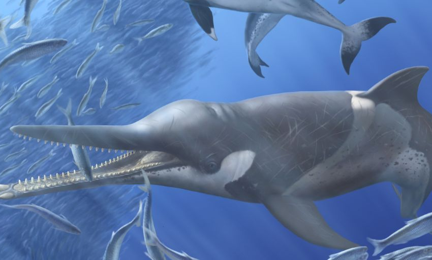  Sardinops humboldti: La nueva especie fósil hallada en Ica que explica el ecosistema marino