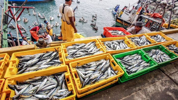  Sanipes reduce costos y tiempos: Nueva reforma simplifica 12 trámites pesqueros