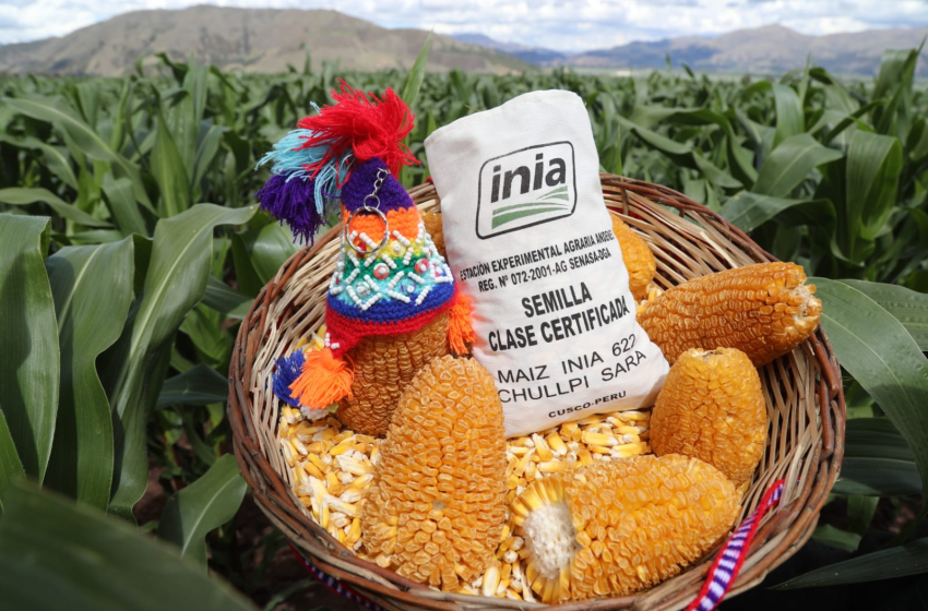  INIA 625 Mayuhuayllino: La nueva variedad de maíz que duplica la producción en Cusco