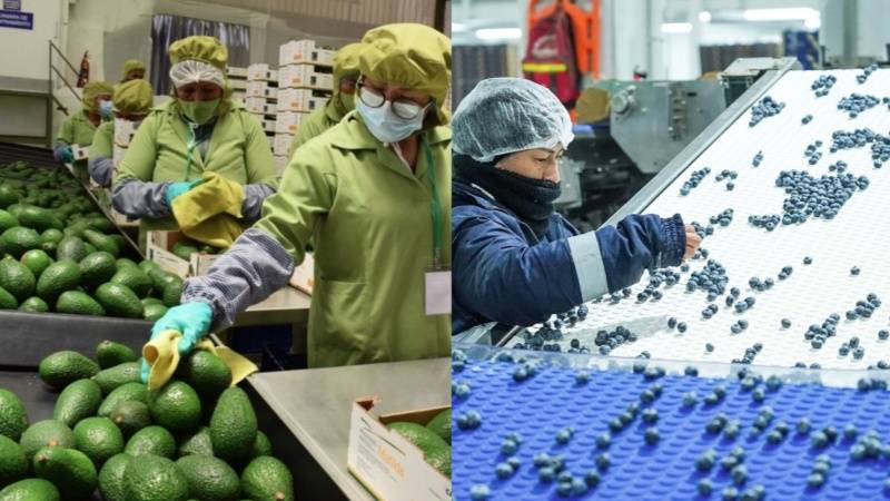  Exportaciones agrícolas del Perú alcanzan récord de US$ 1,330 millones en el inicio de 2026