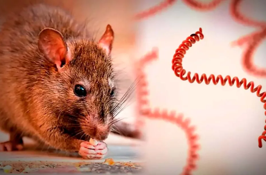  Minsa reporta más de 800 casos de leptospirosis y dos fallecidos