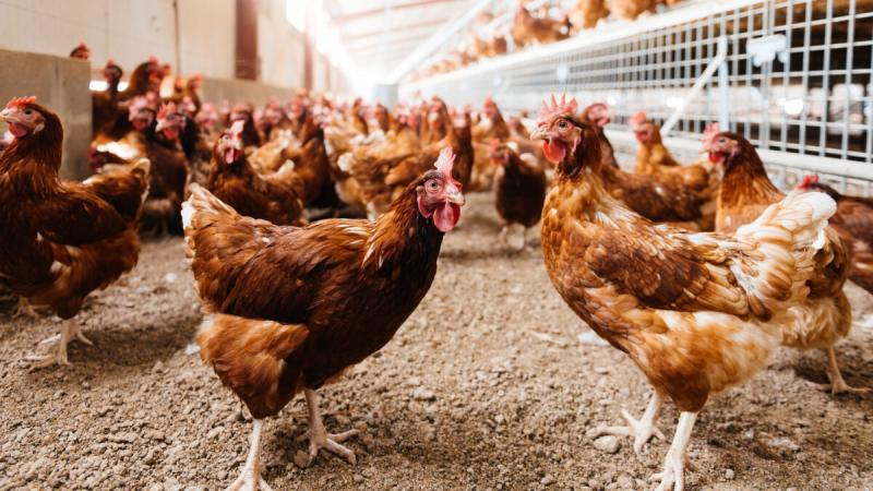  Alerta sanitaria: Perú suspende importación avícola de Chile por 90 días