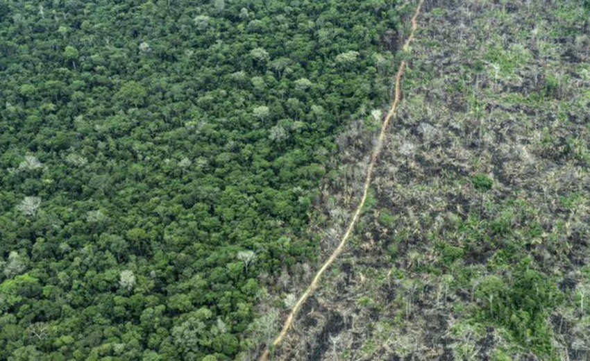  Brasil impulsará la plantación de 25 millones de árboles autóctonos mediante créditos de carbono