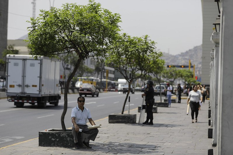 Árboles mal planificados pueden asfixiar las calles en lugar de enfriarlas